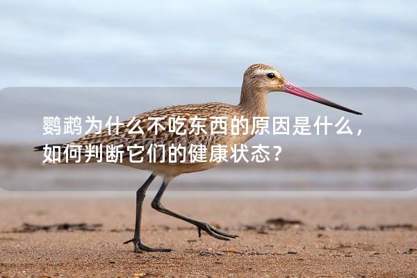 鹦鹉为什么不吃东西的原因是什么，如何判断它们的健康状态？