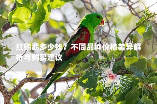 红鹦鹉多少钱？不同品种价格差异解析与购买建议