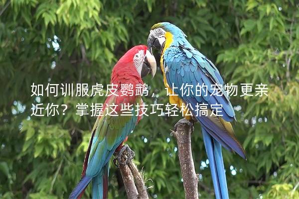 如何训服虎皮鹦鹉，让你的宠物更亲近你？掌握这些技巧轻松搞定