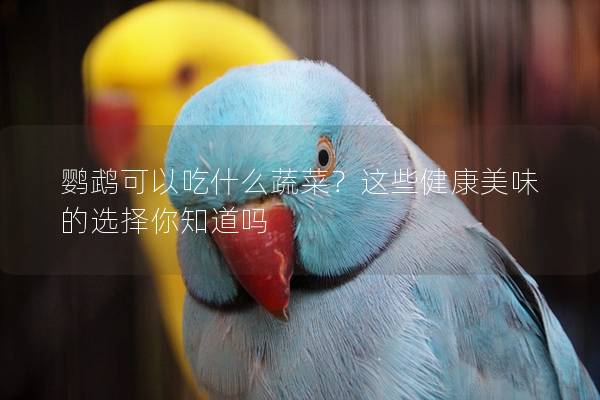 鹦鹉可以吃什么蔬菜？这些健康美味的选择你知道吗
