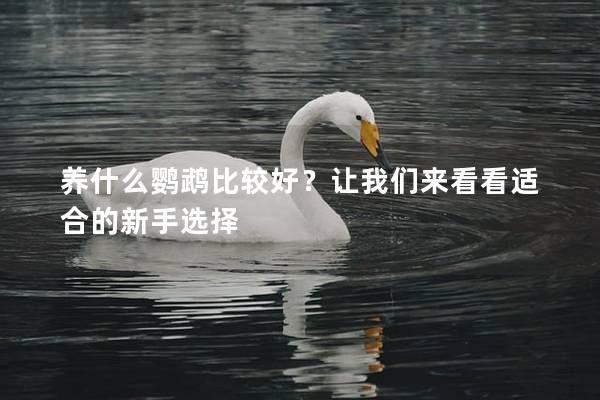 养什么鹦鹉比较好？让我们来看看适合的新手选择