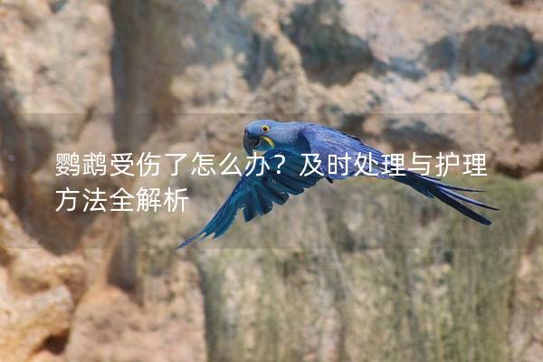 鹦鹉受伤了怎么办？及时处理与护理方法全解析