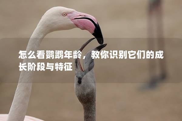 怎么看鹦鹉年龄，教你识别它们的成长阶段与特征