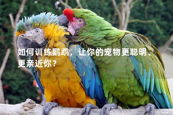 如何训练鹦鹉，让你的宠物更聪明、更亲近你？