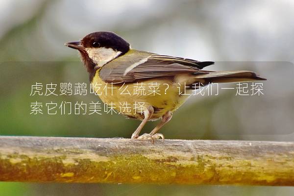 虎皮鹦鹉吃什么蔬菜？让我们一起探索它们的美味选择