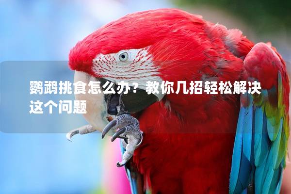 鹦鹉挑食怎么办？教你几招轻松解决这个问题