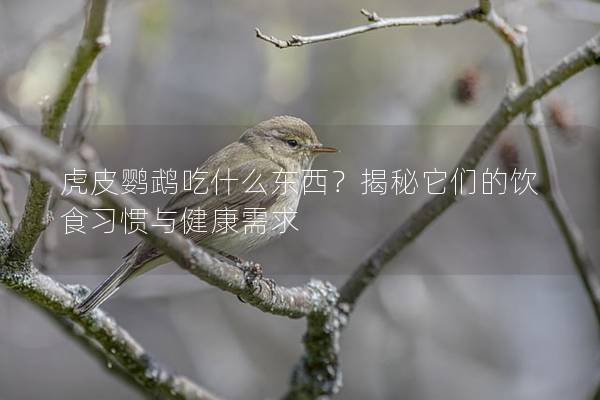 虎皮鹦鹉吃什么东西？揭秘它们的饮食习惯与健康需求