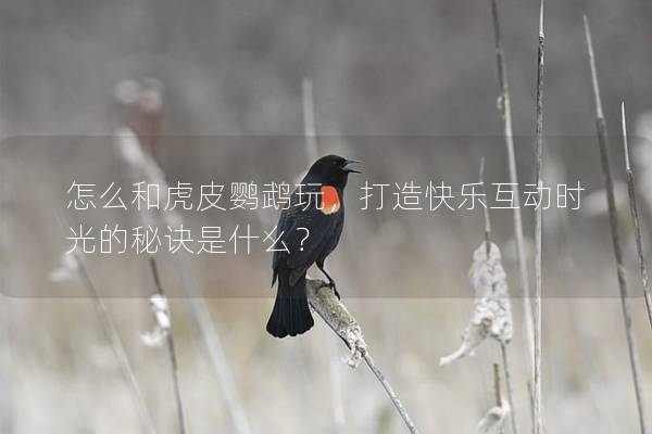 怎么和虎皮鹦鹉玩，打造快乐互动时光的秘诀是什么？