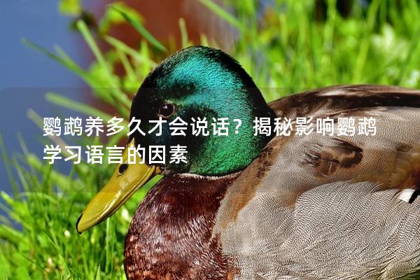 鹦鹉养多久才会说话？揭秘影响鹦鹉学习语言的因素