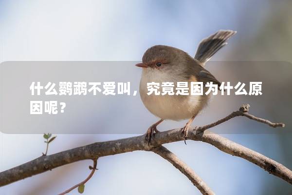 什么鹦鹉不爱叫，究竟是因为什么原因呢？