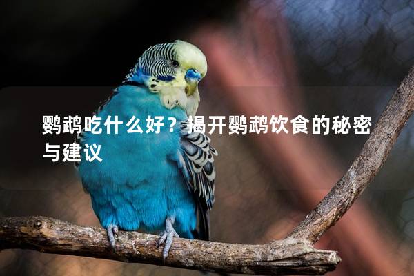 鹦鹉吃什么好？揭开鹦鹉饮食的秘密与建议