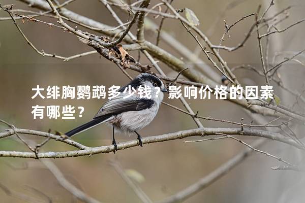 大绯胸鹦鹉多少钱？影响价格的因素有哪些？