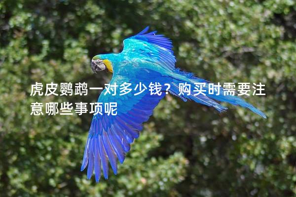 虎皮鹦鹉一对多少钱？购买时需要注意哪些事项呢