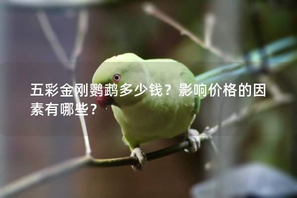 五彩金刚鹦鹉多少钱？影响价格的因素有哪些？