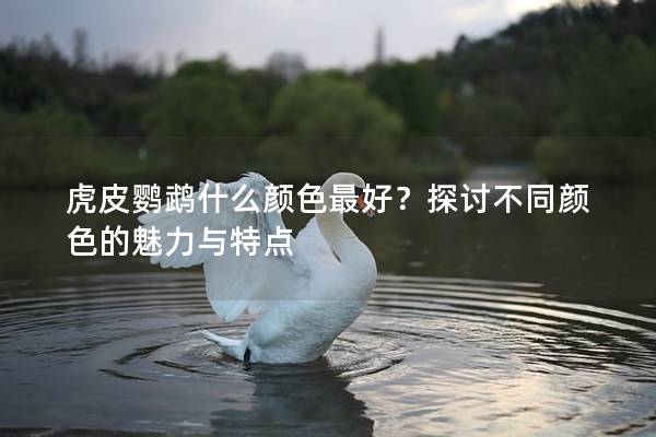 虎皮鹦鹉什么颜色最好？探讨不同颜色的魅力与特点