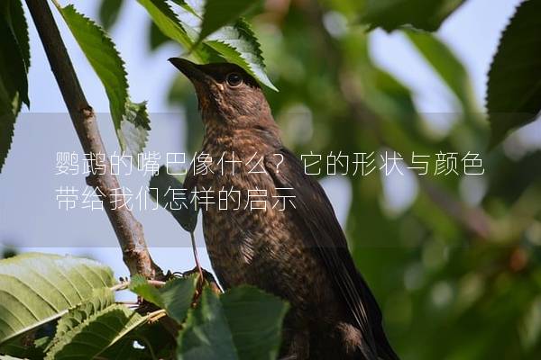 鹦鹉的嘴巴像什么？它的形状与颜色带给我们怎样的启示