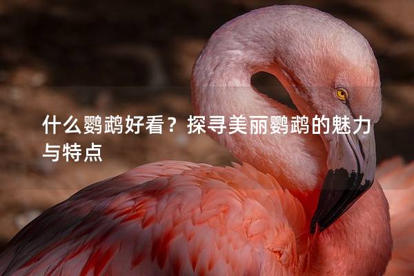 什么鹦鹉好看？探寻美丽鹦鹉的魅力与特点