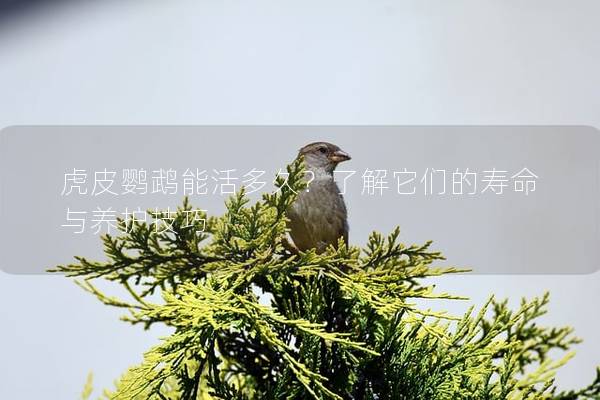 虎皮鹦鹉能活多久？了解它们的寿命与养护技巧