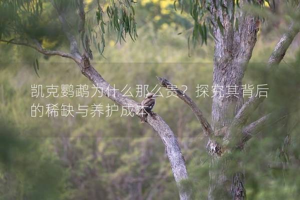 凯克鹦鹉为什么那么贵？探究其背后的稀缺与养护成本