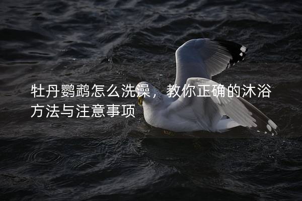 牡丹鹦鹉怎么洗澡，教你正确的沐浴方法与注意事项