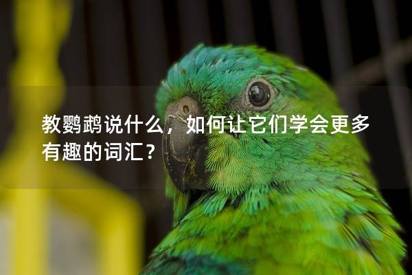 教鹦鹉说什么，如何让它们学会更多有趣的词汇？