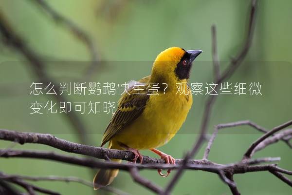 怎么判断鹦鹉快生蛋？观察这些细微变化即可知晓
