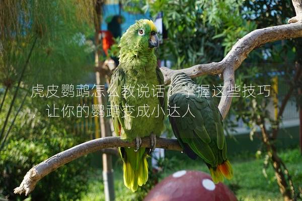虎皮鹦鹉怎么教说话？掌握这些技巧，让你的鹦鹉变成小达人