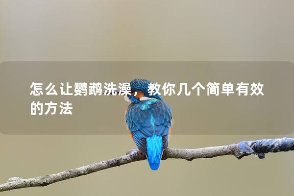 怎么让鹦鹉洗澡，教你几个简单有效的方法
