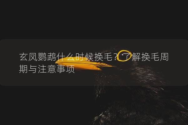 玄凤鹦鹉什么时候换毛？了解换毛周期与注意事项