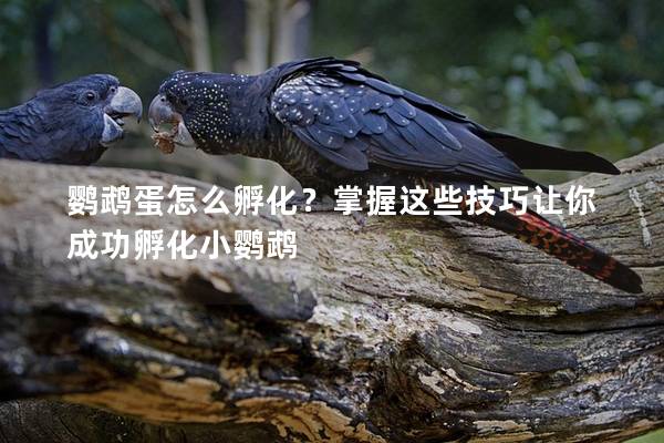 鹦鹉蛋怎么孵化？掌握这些技巧让你成功孵化小鹦鹉