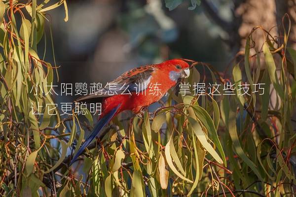 小太阳鹦鹉怎么训练，掌握这些技巧让它更聪明