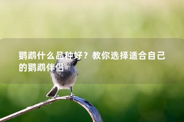 鹦鹉什么品种好？教你选择适合自己的鹦鹉伴侣