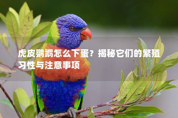 虎皮鹦鹉怎么下蛋？揭秘它们的繁殖习性与注意事项