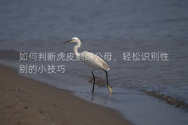 如何判断虎皮鹦鹉公母，轻松识别性别的小技巧