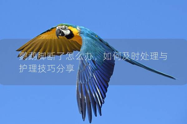 鹦鹉脚断了怎么办，如何及时处理与护理技巧分享