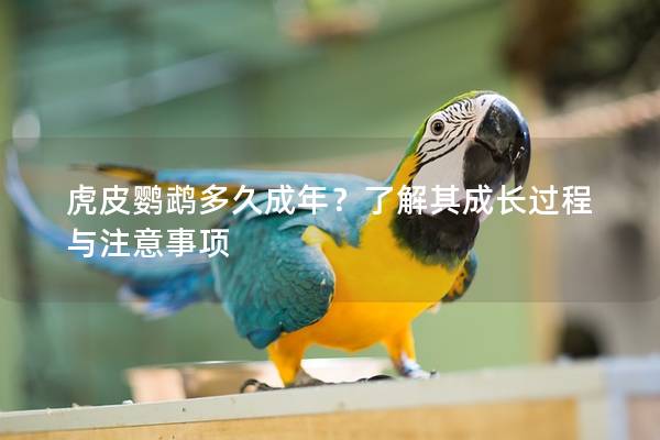 虎皮鹦鹉多久成年？了解其成长过程与注意事项