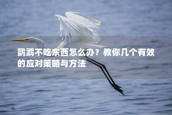 鹦鹉不吃东西怎么办？教你几个有效的应对策略与方法
