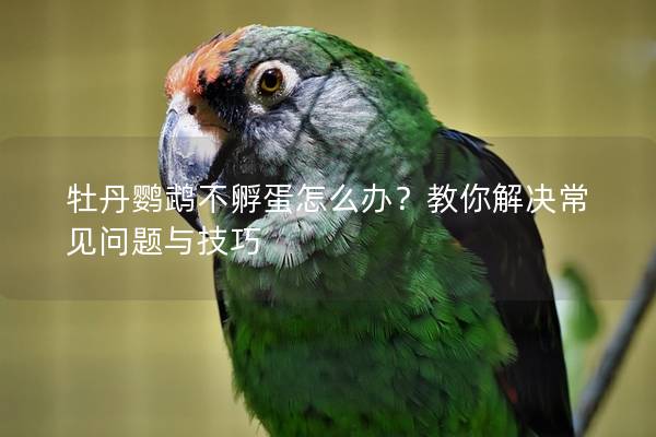 牡丹鹦鹉不孵蛋怎么办？教你解决常见问题与技巧