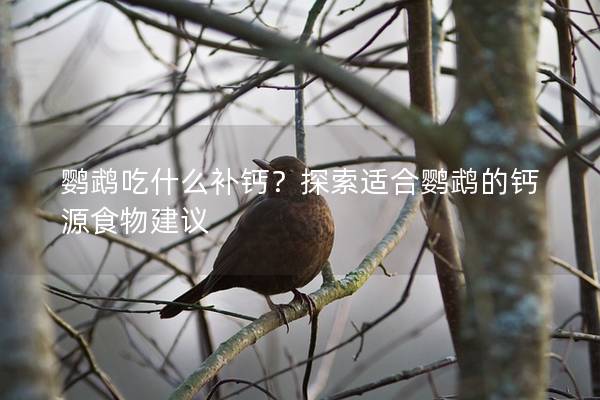鹦鹉吃什么补钙？探索适合鹦鹉的钙源食物建议