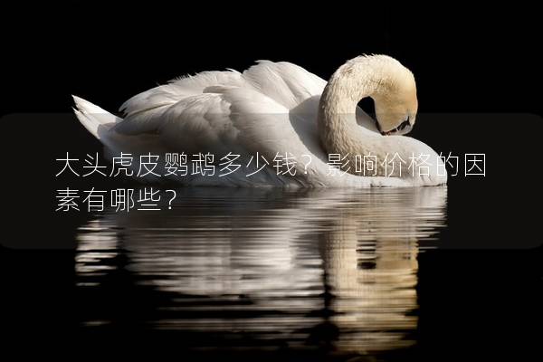 大头虎皮鹦鹉多少钱？影响价格的因素有哪些？
