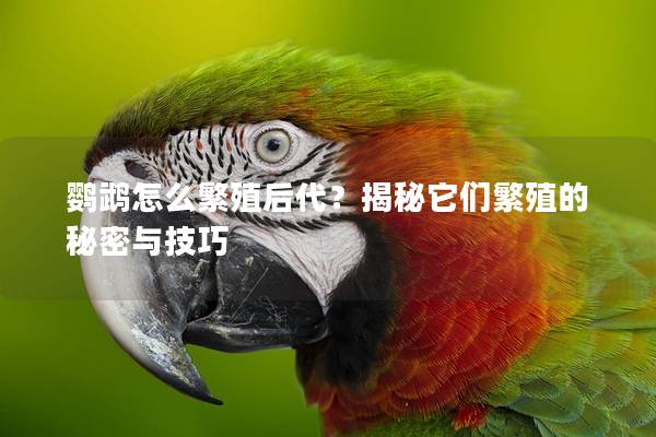 鹦鹉怎么繁殖后代？揭秘它们繁殖的秘密与技巧