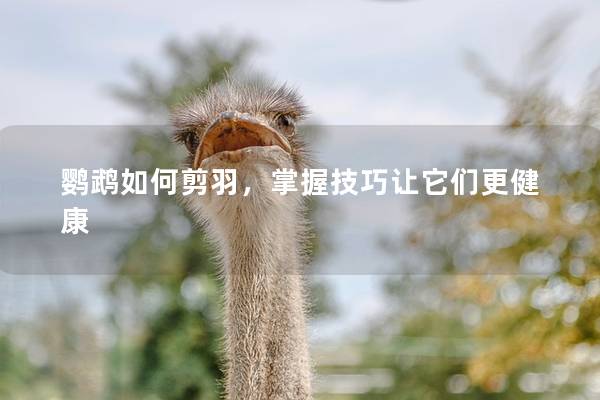 鹦鹉如何剪羽，掌握技巧让它们更健康