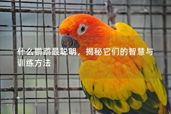 什么鹦鹉最聪明，揭秘它们的智慧与训练方法