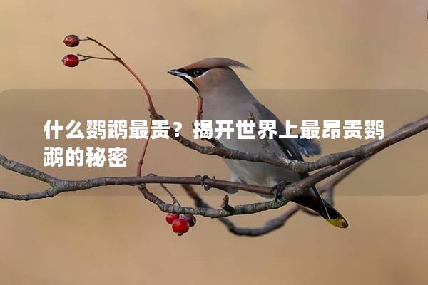 什么鹦鹉最贵？揭开世界上最昂贵鹦鹉的秘密