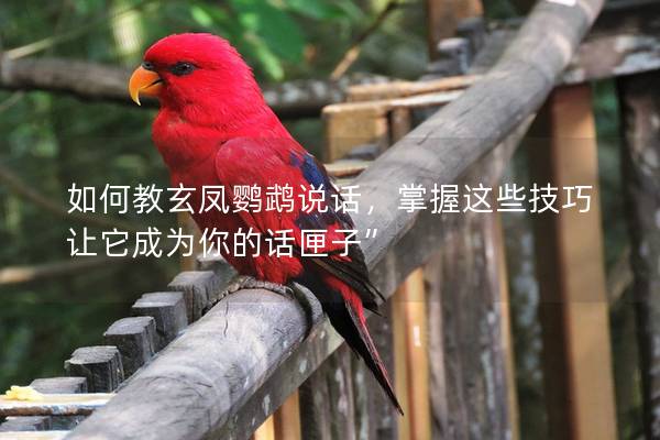 如何教玄凤鹦鹉说话，掌握这些技巧让它成为你的话匣子”