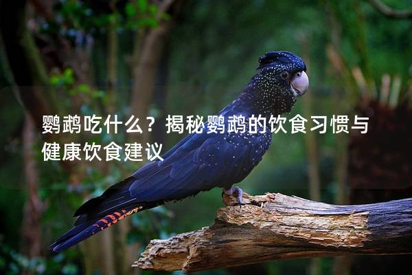 鹦鹉吃什么？揭秘鹦鹉的饮食习惯与健康饮食建议