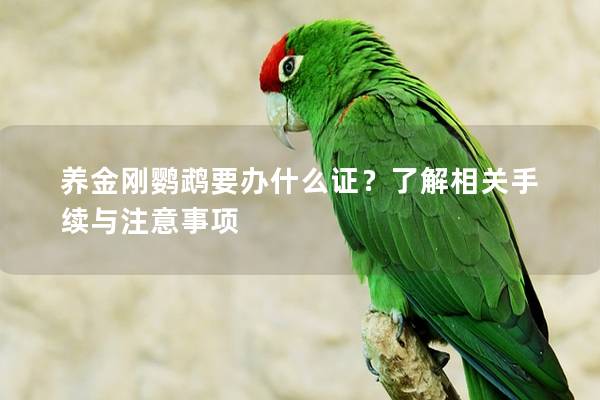 养金刚鹦鹉要办什么证？了解相关手续与注意事项