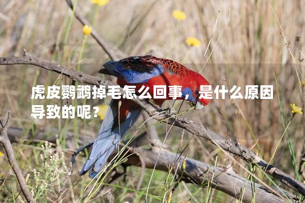 虎皮鹦鹉掉毛怎么回事，是什么原因导致的呢？