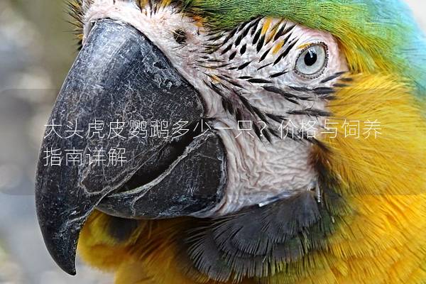 大头虎皮鹦鹉多少一只？价格与饲养指南详解