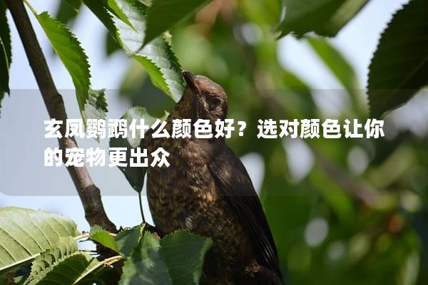 玄凤鹦鹉什么颜色好？选对颜色让你的宠物更出众